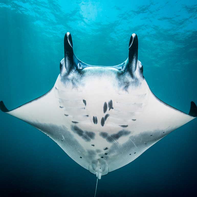 manta ray belly nusa penida