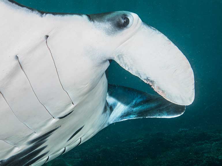 manta ray close up diving