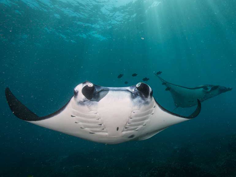 manta rays underwater bali