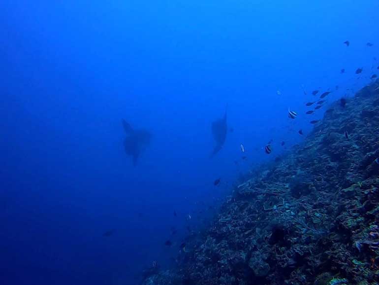 gamat bay mola mola nusa penida channel