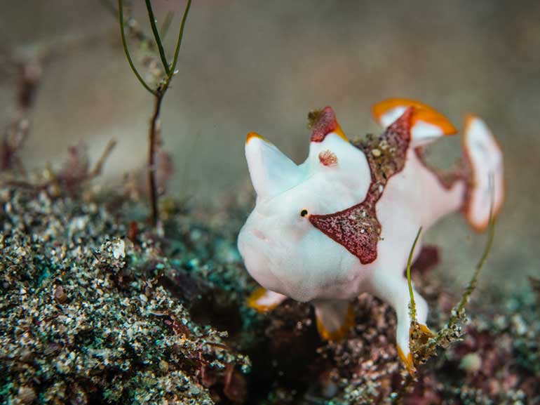 clown frogfish crystal bay