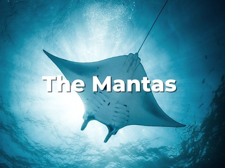 manta rays nusa penida