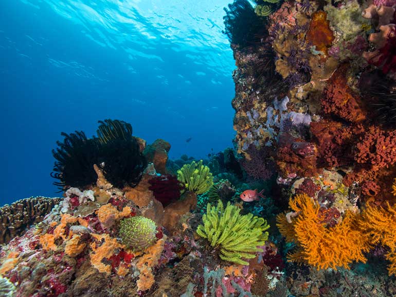 nusa penida north coast dive site