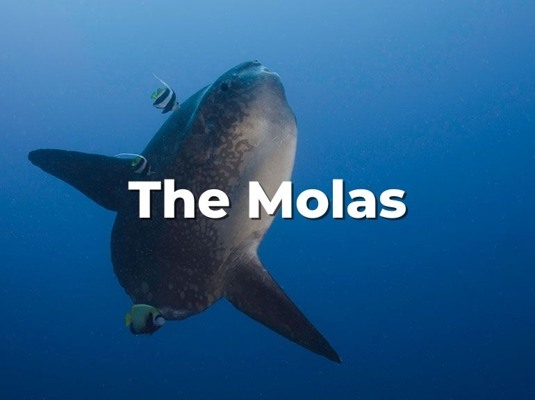 mola mola nusa penida