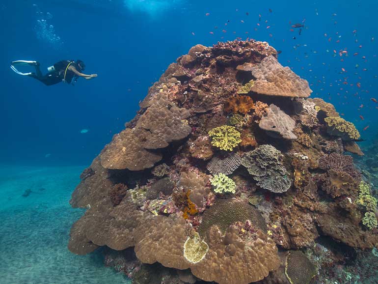 diving crystal bay coral bommie with diver