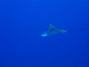 eagle ray