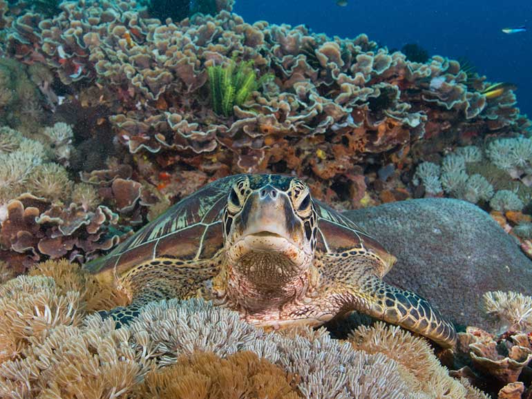 resting green turtle from the front