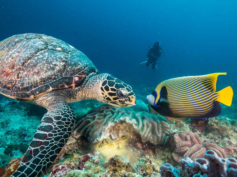hawksbill turtle with angelfish and diver