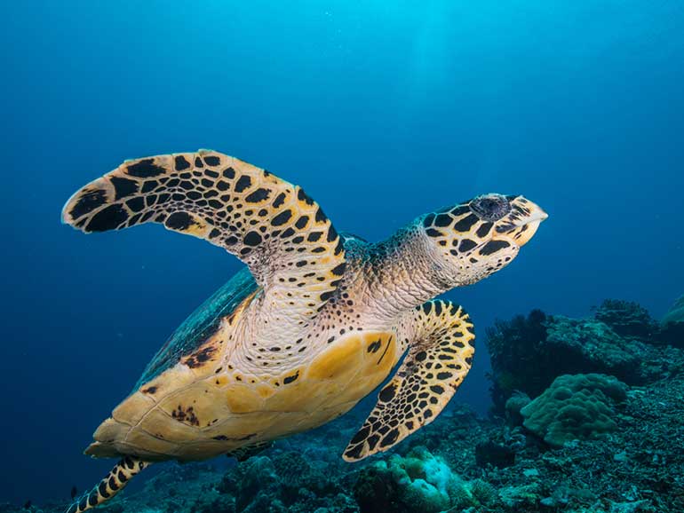 hawksbill turtle nusa penida