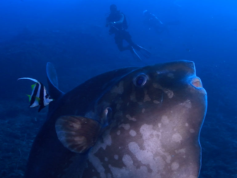 dive with mola mola indonesia