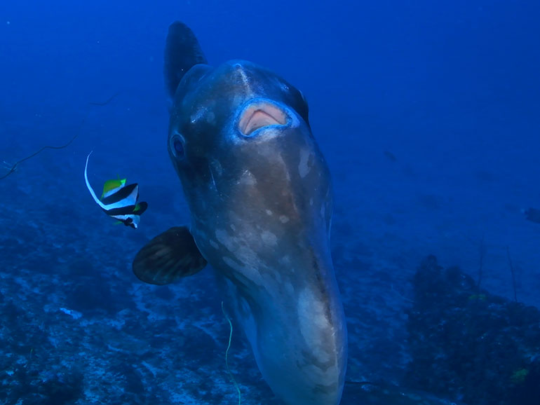 blue corner dive site nusa penida