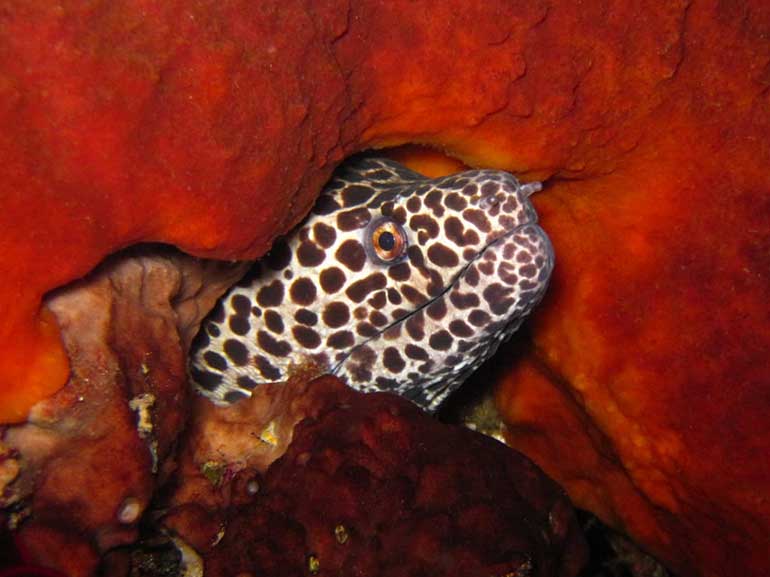 honeycomb moray eel
