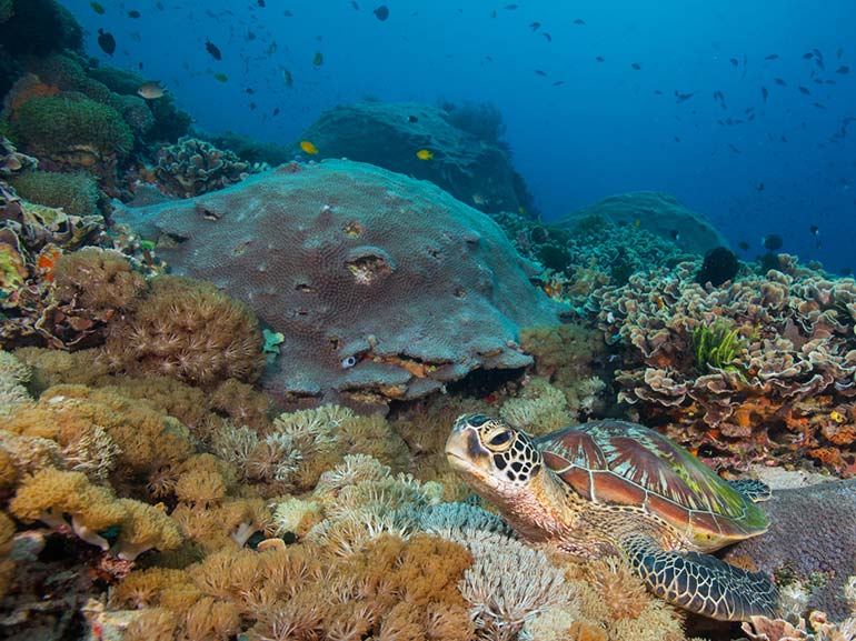 resting green turtle penida