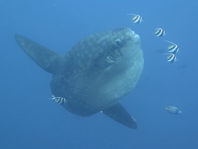 mola mola diving indonesia nusa penida