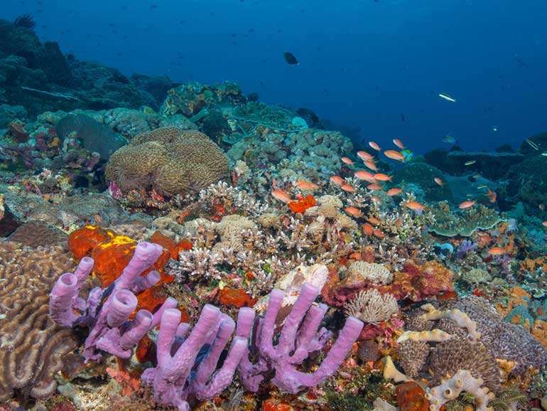 toyapakeh dive site coral reef