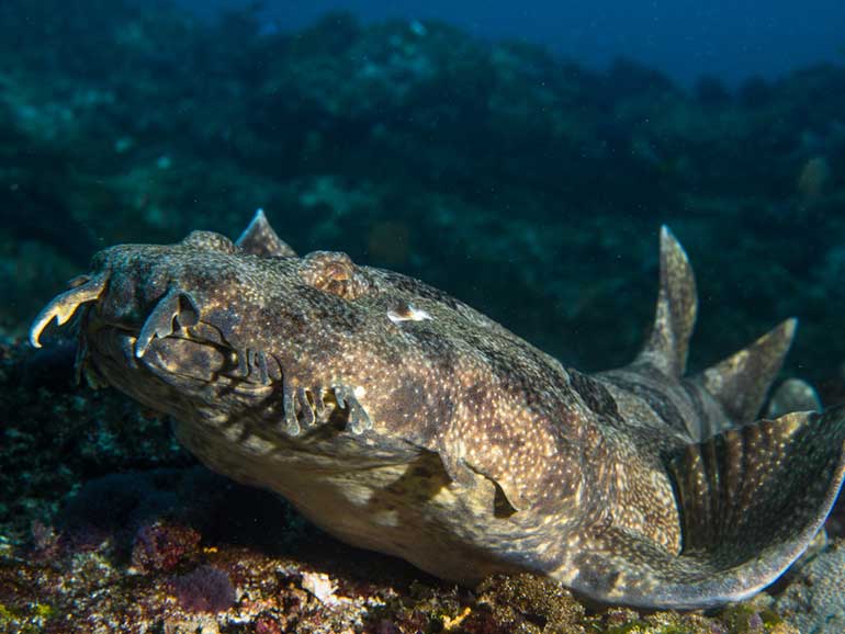 Nusa penida diving season