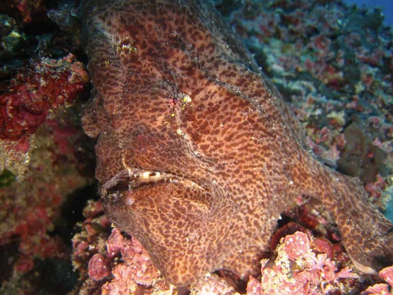 frogfish nusa penida east coast