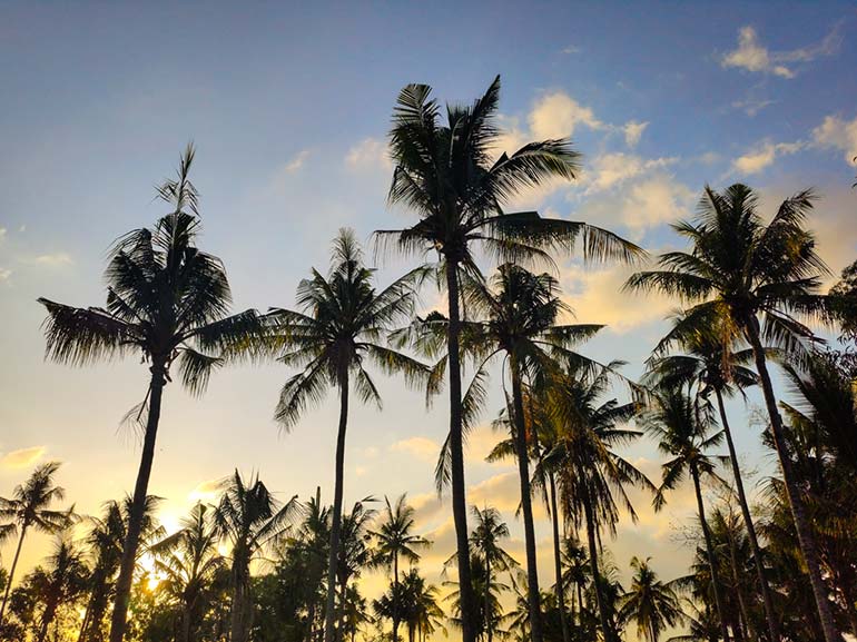 coconut grove golden