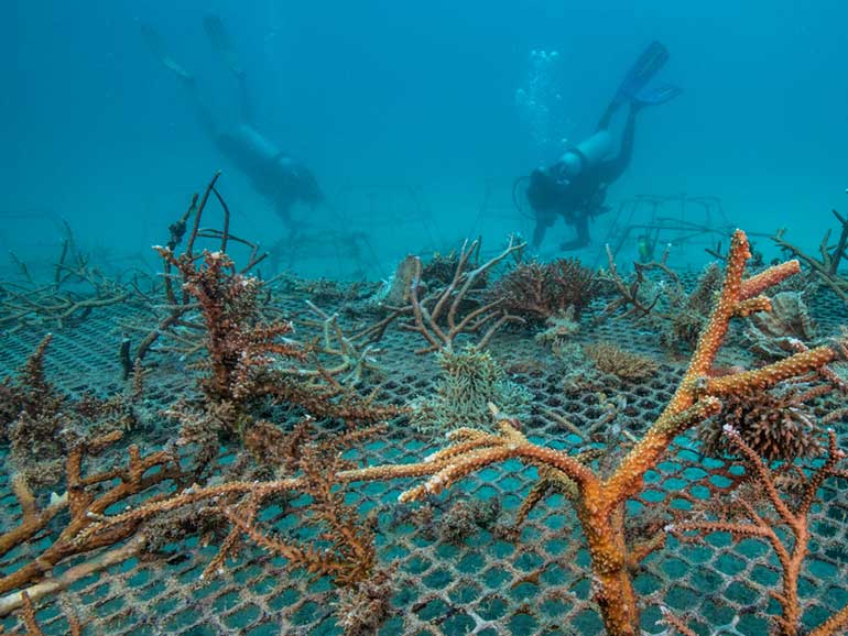 coral conservation nusa penida