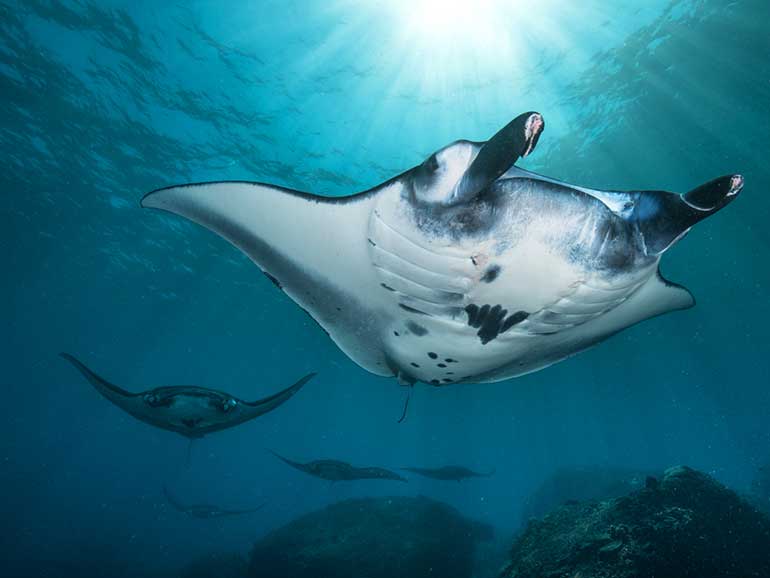pregnant manta ray nusa penida