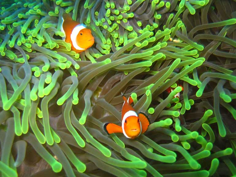 dive with nemo nusa penida