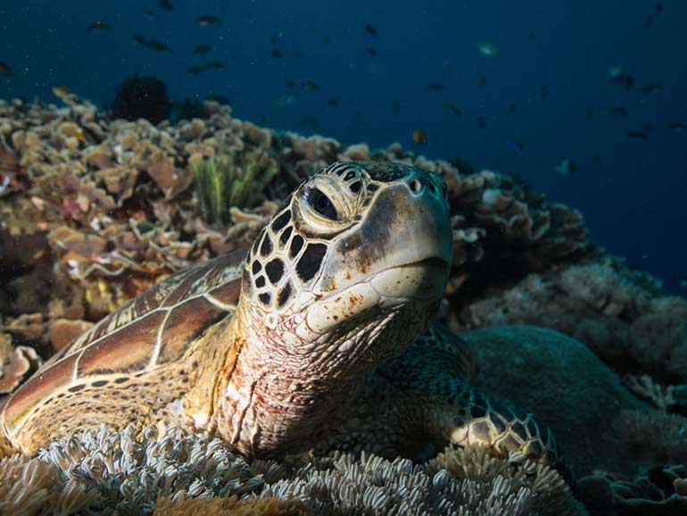 green turtle resting on coral