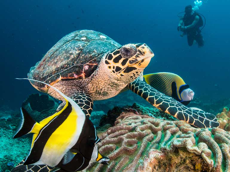 hawksbill turtle dive nusa penida