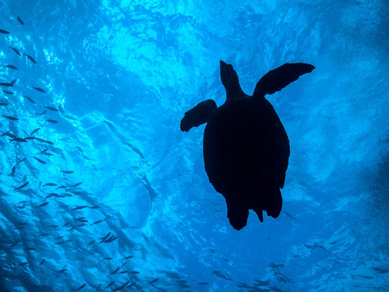 turtle swimming above nusa penida