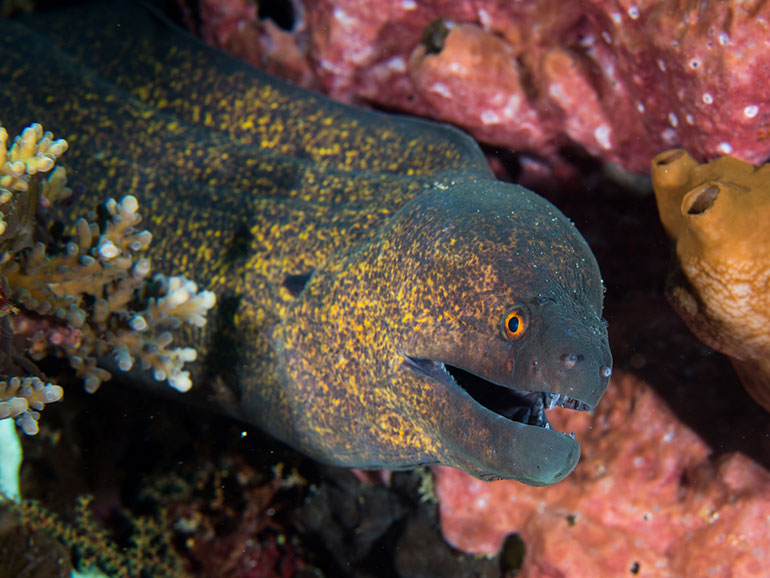 moray eel