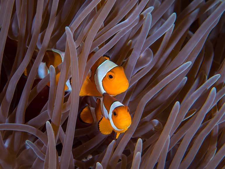 two clownfish in anemone (nemo)