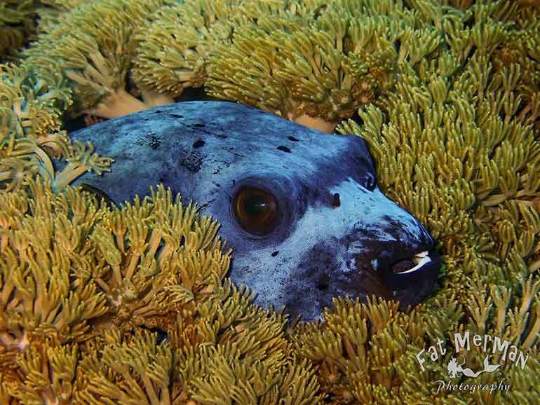 pufferfish nusa penida