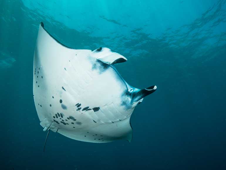 dive with manta rays nusa penida