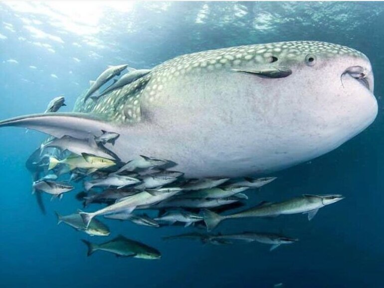 sharks in Nusa Penida