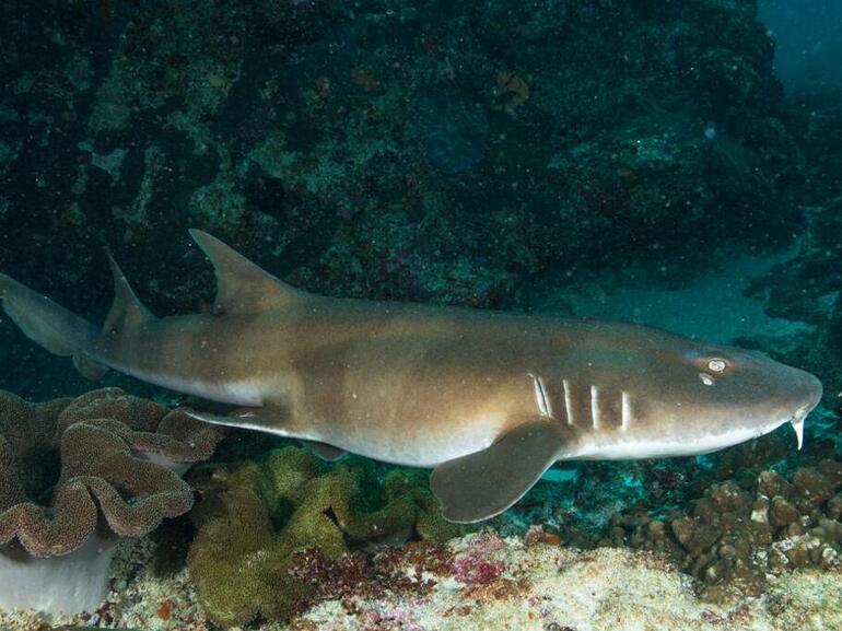 sharks in Nusa Penida