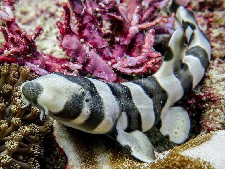 sharks in Nusa Penida