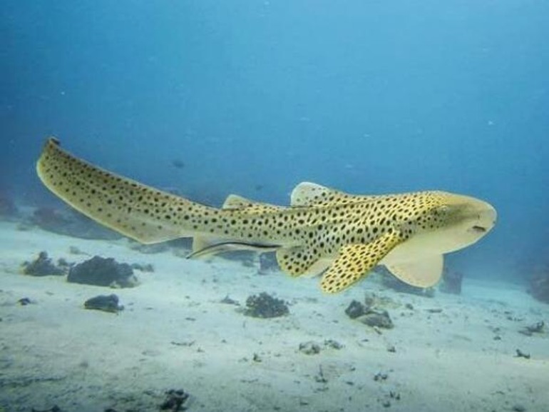 sharks in Nusa Penida