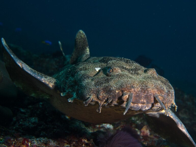 sharks in Nusa Penida