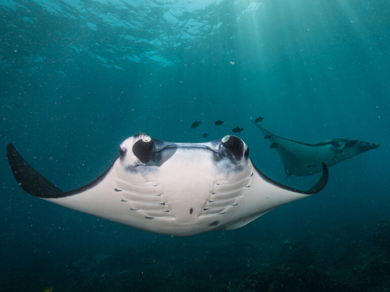 diving manta point